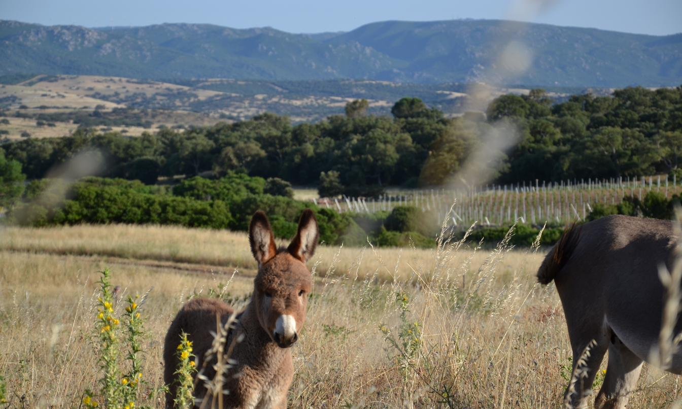 Un puledro con le vigne sullo sfondo