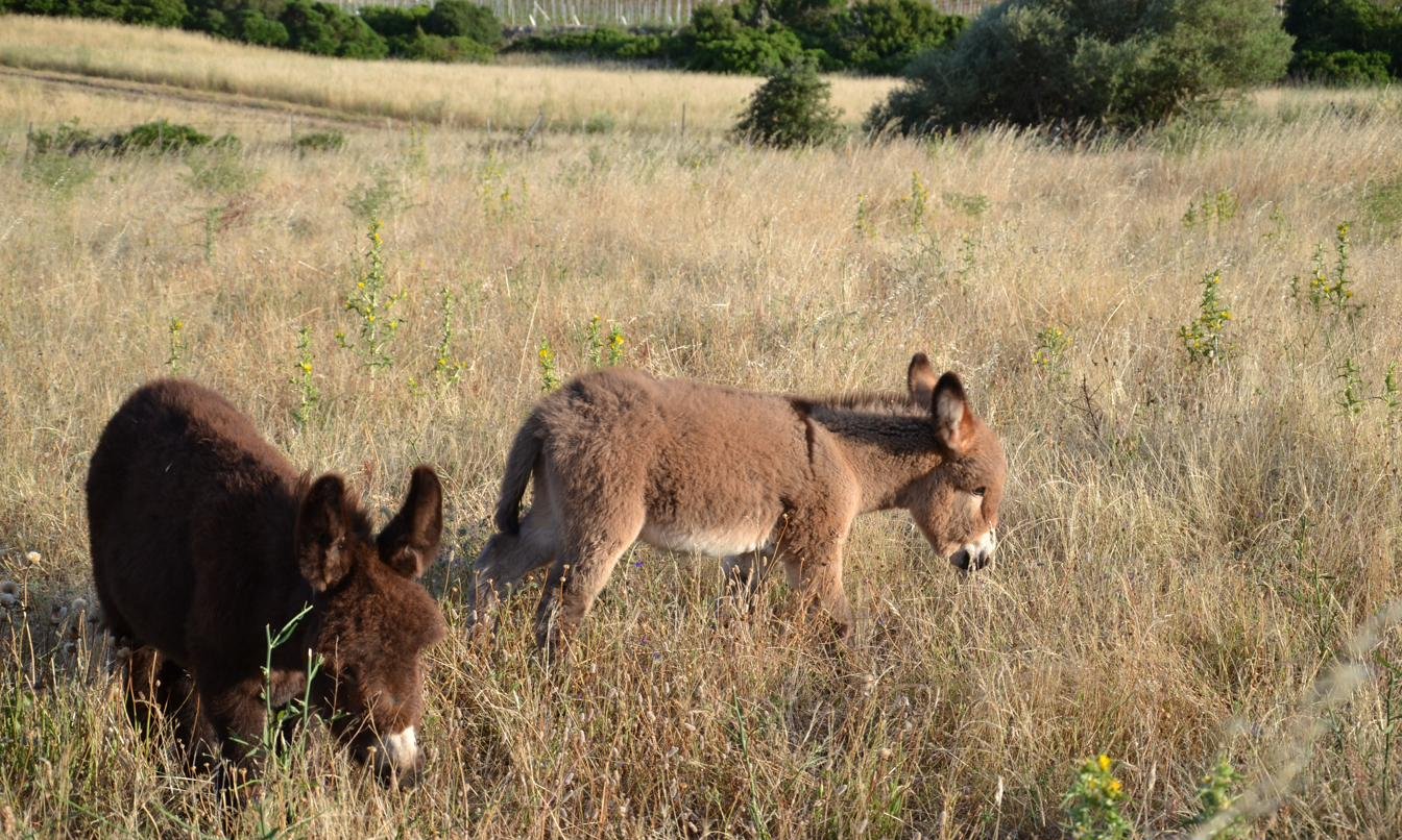 Due puledri che pascolano fianco a fianco