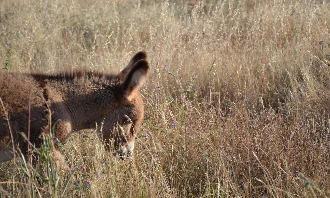 Un puledro che pascola nell'erba alta