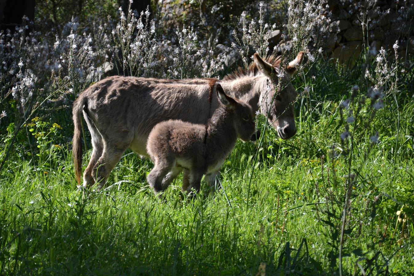 Asina sarda con il puledro — produzione etica di latte d'asina in Sardegna