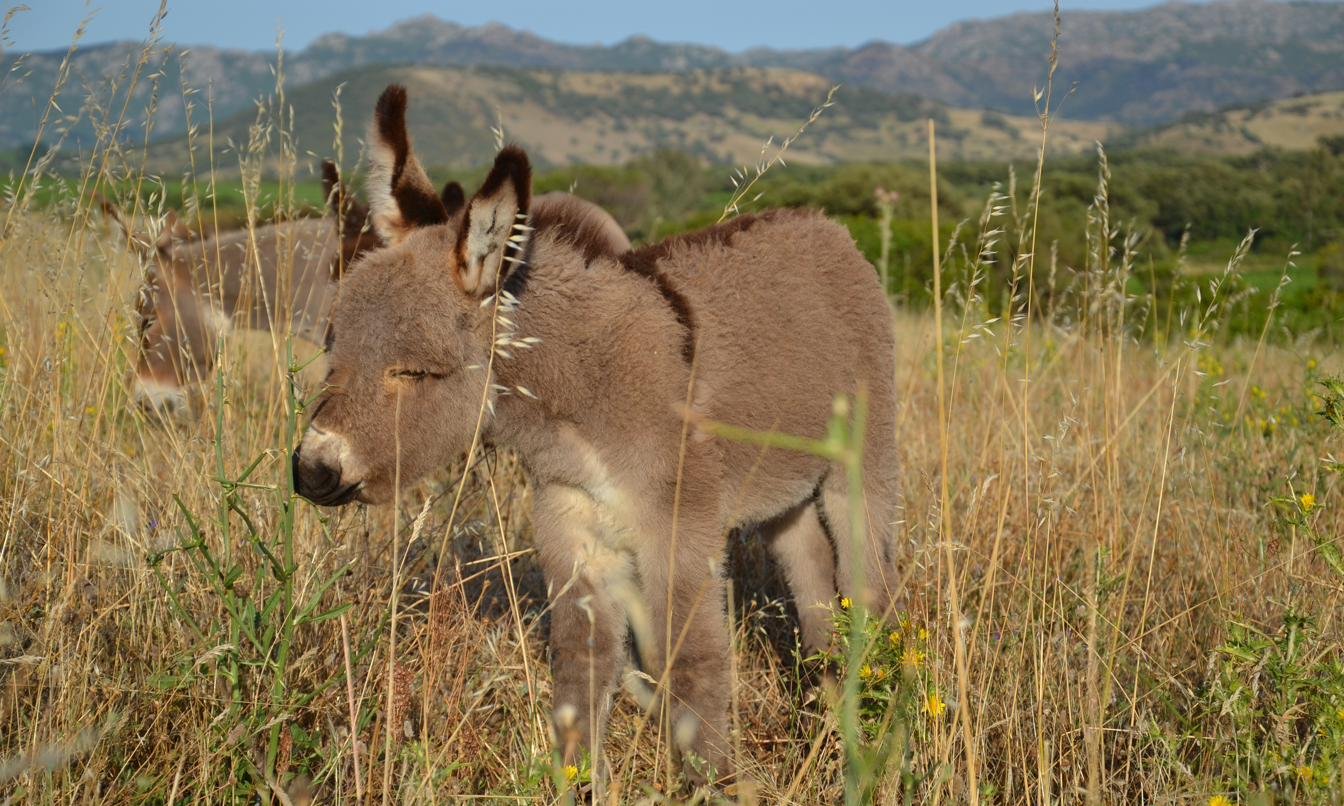 Puledro di asino sardo da compagnia — onoterapia a Berchidda