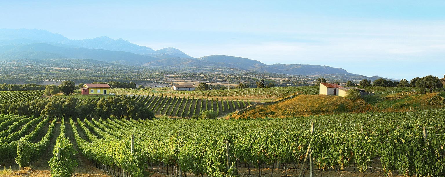 Le vigne di Vermentino con il Limbara sullo sfondo
